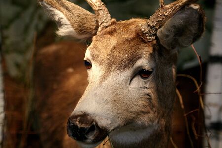Deer in museum