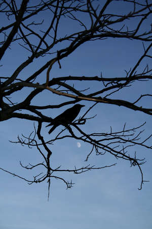 crow over moonの写真素材
