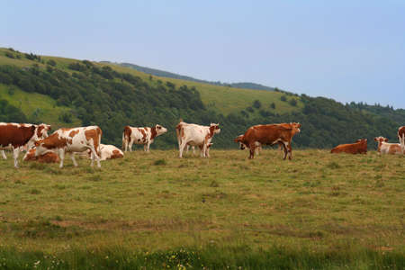 cows in alsace