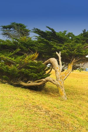 colorful tree in britany - franceの写真素材