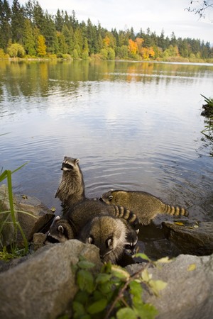 racoon family resting in lake at the lost lagoon in vancouverの写真素材