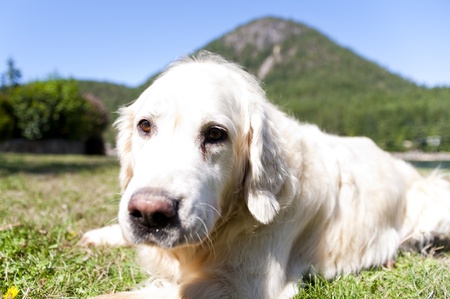 golden retriever resting outside at day time
