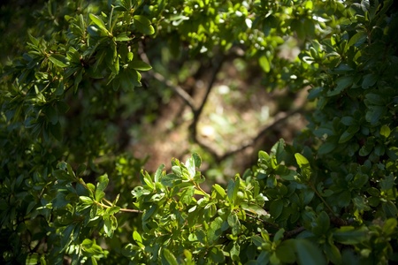 trees and branches close up with shallow dopの写真素材