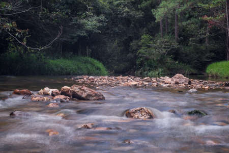 river in the forest