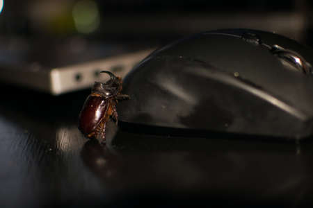 Computer bugの写真素材