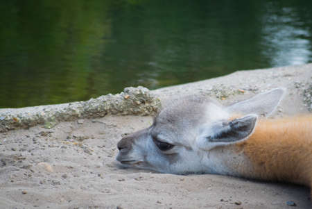 Baby camel looking cuteの写真素材