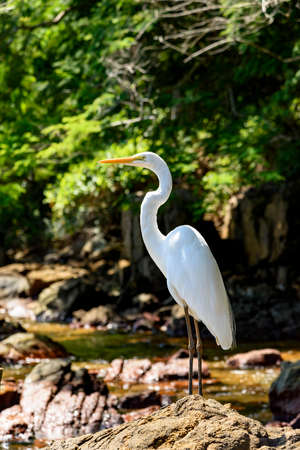 Egret resting on Araatiba beach stones on the Big Island in Angra dos Reisの写真素材