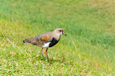 Southern Lapwing landing on the grass, watching the nest on the beach of Cal in Torres, Rio Grande...