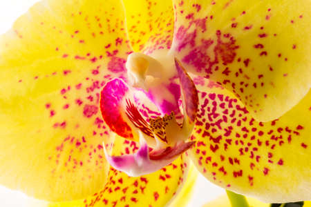 Closeup of Yellow orchidの写真素材