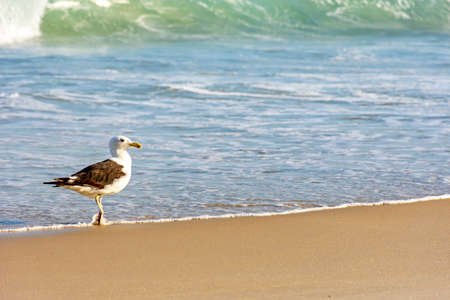 Seagull walks between the sea and the sand on the beachの写真素材