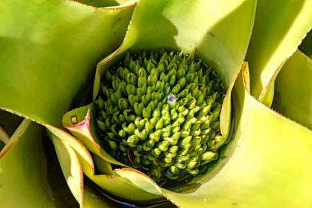 Detail of bromelia with its leaves, circular shape, colors and texture features