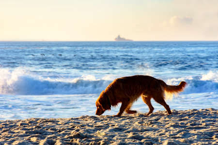 Dog walking on the sands of the beach during sunrise in Rio de Janeiroの写真素材