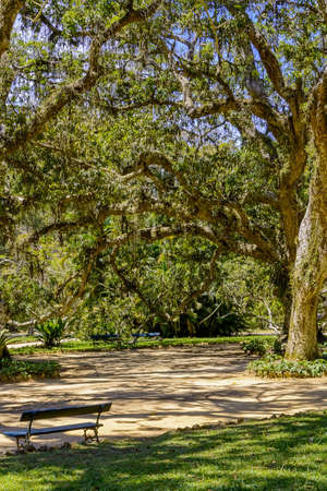 Contemplative space with trees and benches inside the Botanic Garden of Rio de Janeiroの写真素材