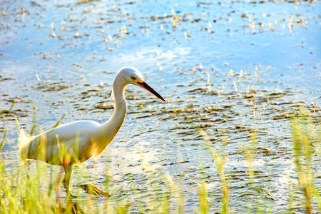 Young white heron walking through the waters and vegetation of a lake at afternoonの写真素材