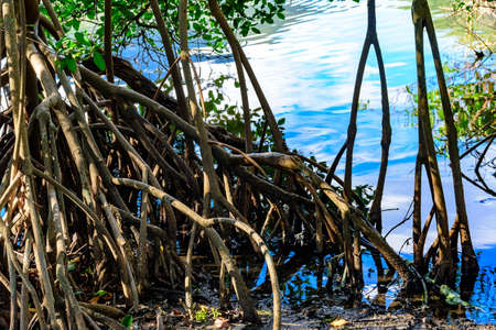 Dense and typical vegetation of the tropical mangroves where plants and water mix in a characteristic ecosystemの写真素材