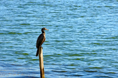 Aquatic bird perched on piece of wood drying its plumage under the sun on the waters of a lakeの写真素材