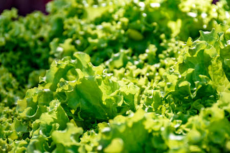 Detail of green and fresh organic lettuce leaves exposed for saleの写真素材