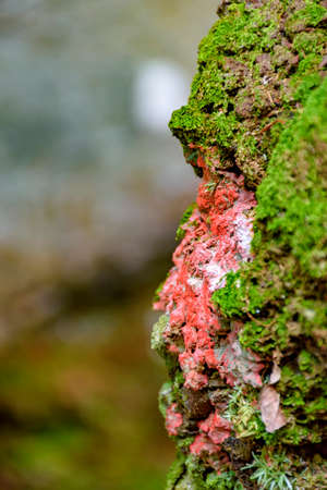 Red and reen moss and vegetation between stones in Carrancas, Minas Geraisの写真素材