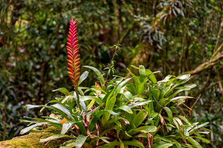 Bromeliad tree trunk with red flower from Brazilian rainforest its natural habitat on Ilhabela Island in Sao Paulo, Brazilの写真素材