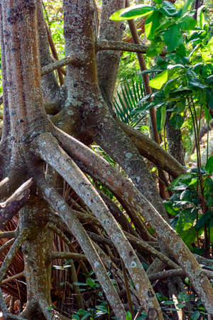 Roots and vegetation typical of common mangroves in Brazil's tropical ecosystemの写真素材