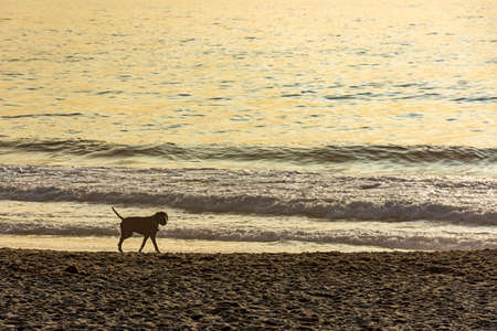 Dog walking on the sands of Ipanema beach in Rio de Janeiro during a summer morningの写真素材