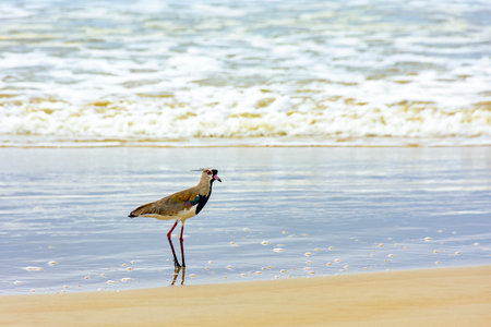 Southern Lapwing walking on the beach over the sand and near the water in Serra Grande in Bahia,...