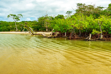 Beach surrounded by maggroves in Serra Grande on the south coast of Bahiaの写真素材
