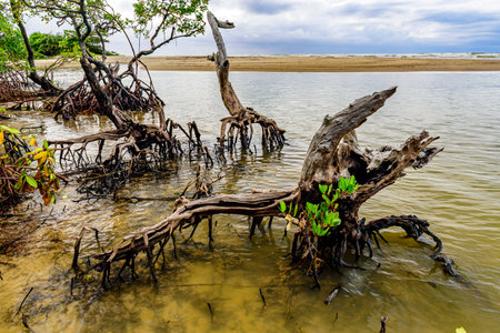 Beautiful mangrove vegetation on Pe de Serra beach in the coastal city of Serra Grande in the state of Bahiaの写真素材