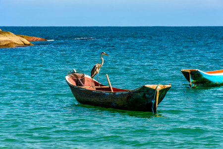 Heron perched on a rustic wooden fishing canoe in the sea of ââIlhabela on the north coast of Sao Pauloの写真素材