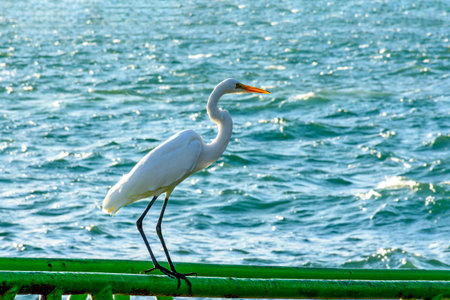 White heron perched in front of the sea in Ilhabela on a sunny dayの写真素材
