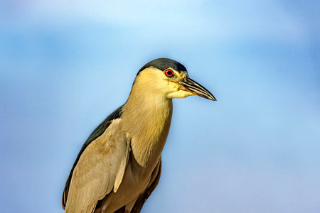 Water bird perched with the sky in the background