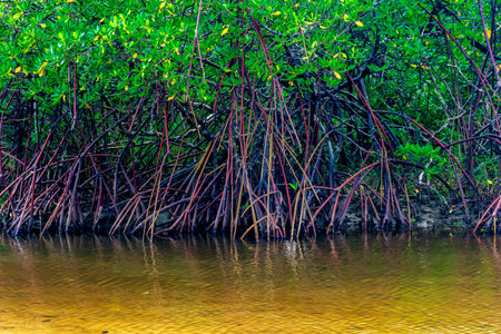 Roots of mangrove trees stuck in the water on the southern coast of the state of Bahia