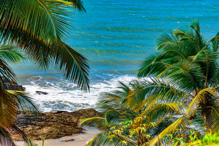 Beach and sea seen through the leaves of coconut trees on the coast of Bahia in Brazilの写真素材