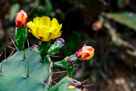 Detail of an Opuntia cactus full of yellow flowers and buds.