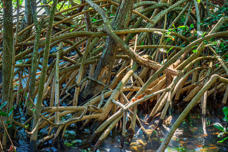 Intertwined roots typical of mangroves in tropical coastal regions.