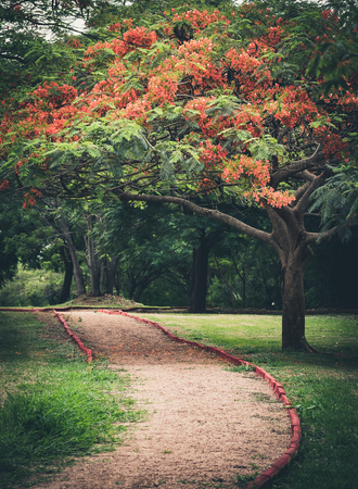 Path above the treeの写真素材
