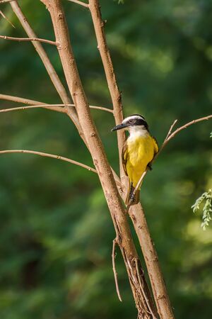 Bird from Brazilの写真素材