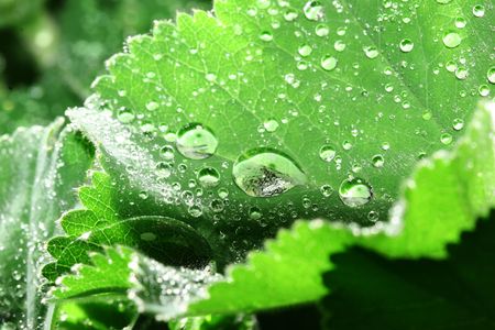 macroshot of dewdropsの写真素材