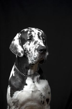 Great Dane SPIKE against black backgroundの写真素材