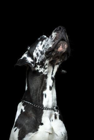 Great Dane SPIKE against black backgroundの写真素材