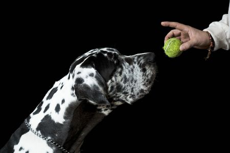 Great Dane SPIKE against black backgroundの写真素材