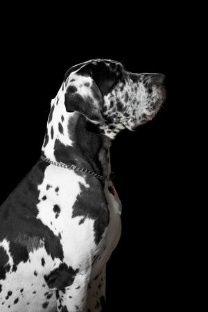 Great Dane SPIKE against black backgroundの写真素材