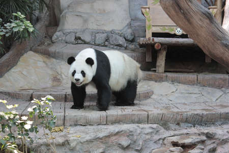 pandaの写真素材