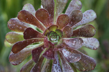 Succulentの写真素材