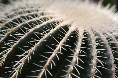 Succulentの写真素材