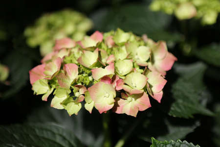 Bloom