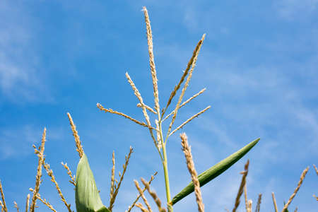 Wheatの写真素材