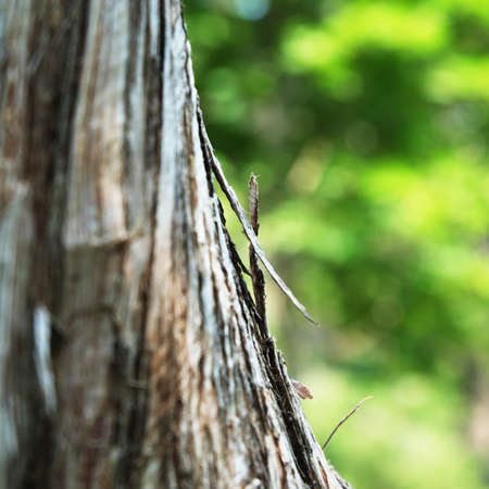 Tree Barkの写真素材