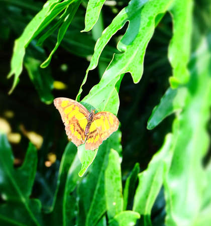 Butterflyの写真素材