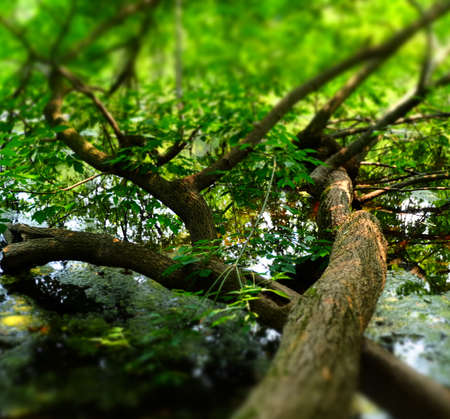 Tree growing out of the lake